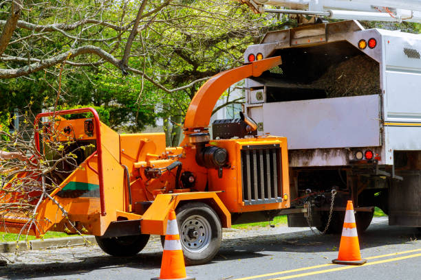 How Our Tree Care Process Works  in  Pea Ridge, AR