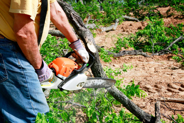 Trusted Pea Ridge, AR  Tree Services Experts